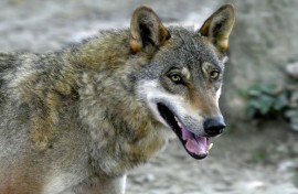 Grey wolves were virtually exterminated in Europe a century ago but, thanks to conservation efforts, numbers have rebounded