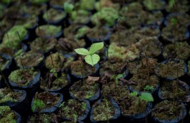 With the plant world facing a raft of human-driven challenges -- including erosion, deforestation, pollution and a burgeoning extinction crisis -- the future of the world's biodiversity and crops are increasingly feared to be under threat