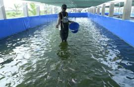 Aquaculture has struggled to take off as a major alternative to traditional fishing