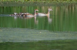 Egyptian geese are becoming a common sight in Moselle, eastern France