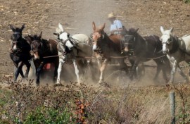 An Amish farmer works his field with horses in Strasburg, Pennsylvania, on October 19, 2024.