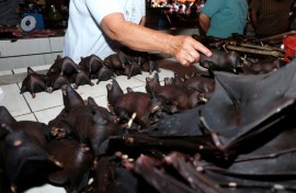 Animals like bats can carry viruses that can harm humans