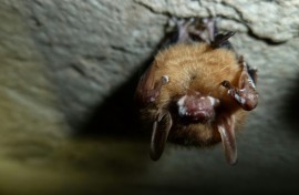 A tricolored bat with white-nose syndrome on its snout and wings is seen at Mammoth Cave National Park in Kentucky in February 2013