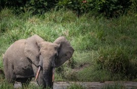 Forest elephants are sparking ire by wandering into villages in Gabon and destroying crops