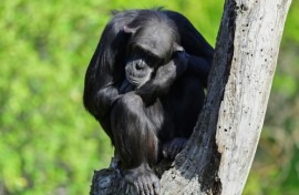 Chimpanzees are steadily honing their tool-using skills -- a process unfolding over millennia, driven by the exchange of ideas through migrations between populations, according to a new study published in Science
