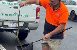 An Australian snake handler captures a deadly tiger snake found by a driver on her leg