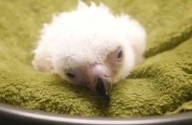 Habitat loss and ruthless hunting have caused a rapid decline in the number of Philippine Eagles