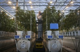 Inside a greenhouse at the Canadian multinational Tilray's farm in Cantanhede, Portugal
