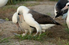 Wisdom (R), a Laysan Albatross that is at least 74 years old, is expecting again