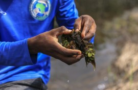 A microscopic insect that feeds exclusively on the invasive plant has helped nearly eradicate it from the lake