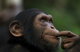 Papaye International offers young chimps a safe home on islands in the Douala-Edea National Park