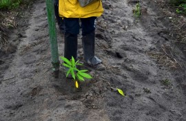 By planting native species that will thrive in the Amazon, Mombak hopes to restore credibility to a scandal-ridden carbon market