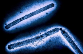 In all, 67 people in the United States have been infected with avian influenza since the outbreak began last year