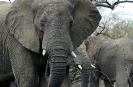 A US court has ruled that while African elephants might be 'cognitively, psychologically, or socially sophisticated' they are not people and not covered by the principle of habeas corpus