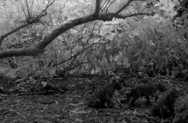 Thailand has one of the few remaining breeding populations of Bengal tigers
