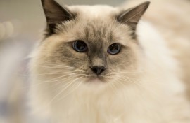 Scotland has no plans to ban cats after a new report suggested containment areas could be created to protect wildlife in 'vulnerable areas'