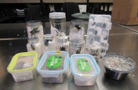 Live scarab beetles, stag beetles and darkling beetles were found hidden among a consignment of Japanese snacks that came into Los Angeles, customs officials said