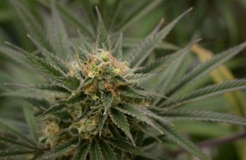 Cannabis can currently only be purchased legally in the wealthy Alpine nation for medical use