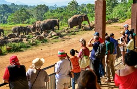 Sri Lanka's Pinnawala Elephant Orphanage is a major tourist attraction 