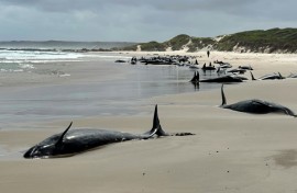A pod of 157 dolphins lies on the sand of a remote beach in Tasmania. Handout photo from the Department of Natural Resources and Environment Tasmania 