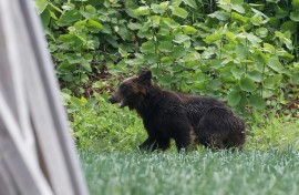 A brown bear on the loose after injuring four people in Sapporo, Hokkaido prefecture, in 2021 