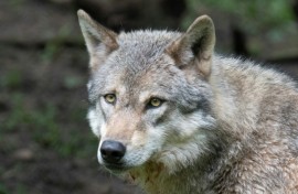 Wolves in most of Europe are less protected from today