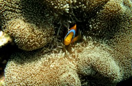 The ocean covers most of the Earth's surface but is far less explored and understood than most above-water parts of our planet