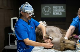 Vets have been waiting to observe how Boki would wake up to gauge the success of the surgery