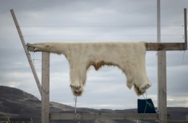 A scientist said eastern Greenland was a hotspot of contamination because polar bears and ringed seals could be eaten there