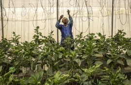 Many growers are battling land degradation and poor access -- while few people in rural areas have internet
