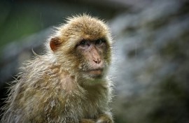 All Rhesus macaques (Macaca mulatta) infected with Ebola for a pharaceutical study were cured when treated with a daily antiviral pill, Obeldesivir