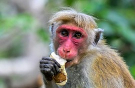 Official estimates suggest that about a third of all crops in Sri Lanka are eaten or destroyed by wild animals
