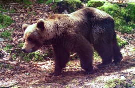 A 81-year-old French hunter went on trial accused of killing an endangered female bear that had attacked him in the Pyrenees