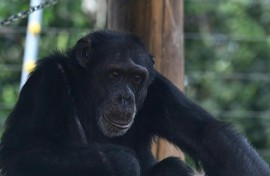 Colombia transfers its last captive great ape to a sanctuary in Brazil