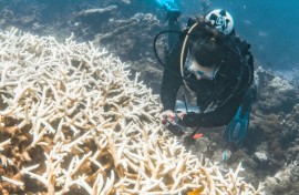 A months-long marine heatwave had "cooked" the sprawling Ningaloo Reef, according to scientists