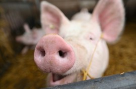 After decades of experimentation, pigs have emerged as the best organ donors for humans