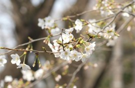 'The first sakura': Cherry blossom season brightens Tokyo