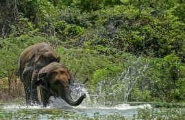 Conflict between humans and wild elephants has grown -- 629 people were killed by elephants across India in 2023-2024, according to parliamentary figures