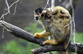 Black-capped squirrel monkeys: also unbothered by weak human yodelling