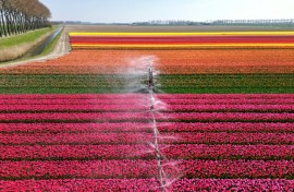 There are concerns about the amount of pesticides on flowers