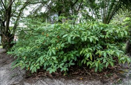 The iboga tree, the source of a psychoactive extract used in Gabonese spiritual practices and in new types of addiction treatment