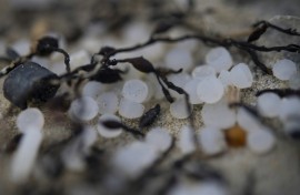Industrial plastic granules known as 'mermaid tears' are scattered everywhere