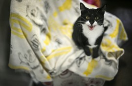 Staff at the shelter say they are run off their feet, having already taken in more than 130 animals this year