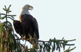 The survival of America's symbol, the bald eagle, has been credited to the Endangered Species Act