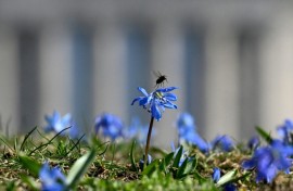 Scientists fear the numbers of insects in the UK are falling, after drivers record fewer bug splats on their vehicles