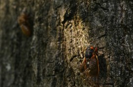 A periodical Brood X cicada climbs up an oak tree in Washington, DC on May 20, 2021