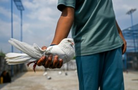 Pigeon fanciers across the India-Pakistan divide can't meet face-to-face, but share the same passion