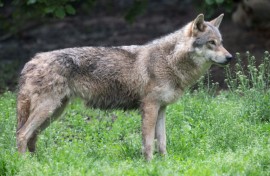 Members of the Bern Convention agreed in December 2024 to lower the wolf's status from 'strictly protected' to 'protected'