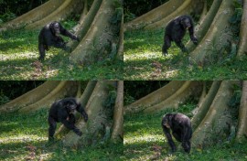 The idea that ape drumming might hold clues to the origins of human musicality has long fascinated scientists