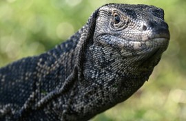 A monitor lizard, which researchers said might look a little like the ancient reptile ancestor that made the footprints